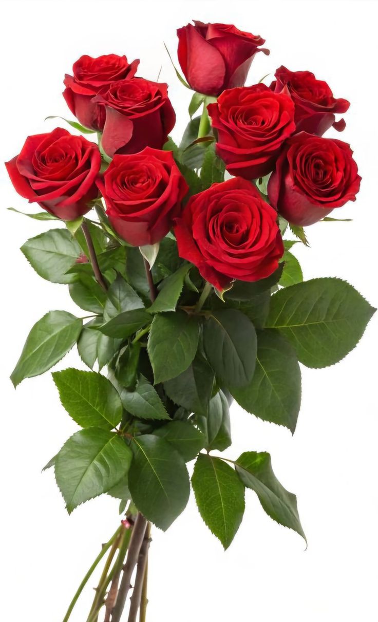 Red Roses